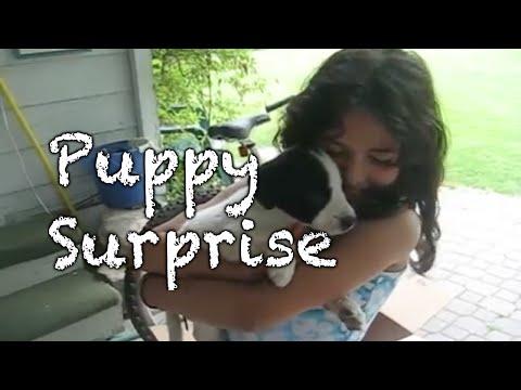 14 People Get The Puppy Surprise Of A Lifetime!