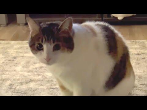 No one wanted this cat because she's shy #Video