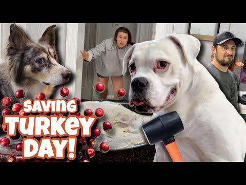 The Dogs Save Thanksgiving! (Or so they think) | Layla The Boxer #Video