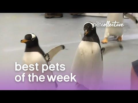 Best Pets of the Week (September 2019) Week 1 | The Pet Collective