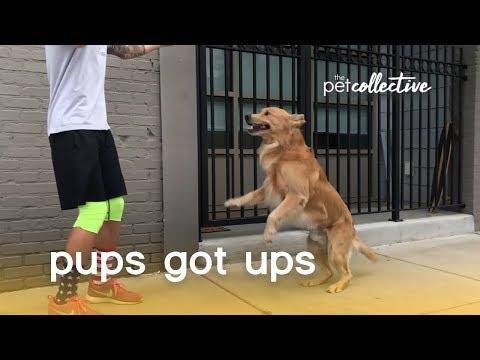 These Pups Got Ups