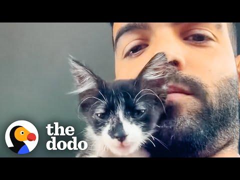 Guy Rescues Kittens From Under A Car And Takes Them Home #Video