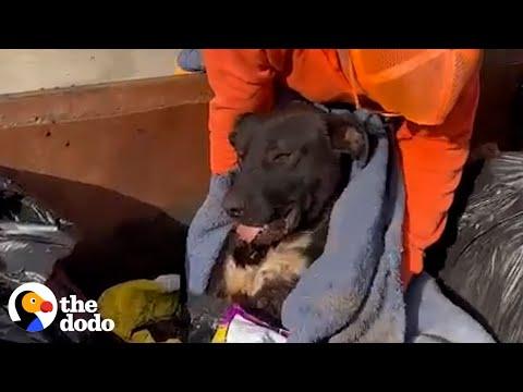 Police Officer Spots Abandoned Dog In Dumpster #Video