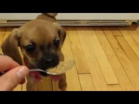 Puppy's First Peanut Butter Treat