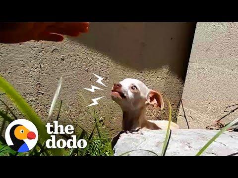 People Find Terrified Puppy Under Bridge #Video