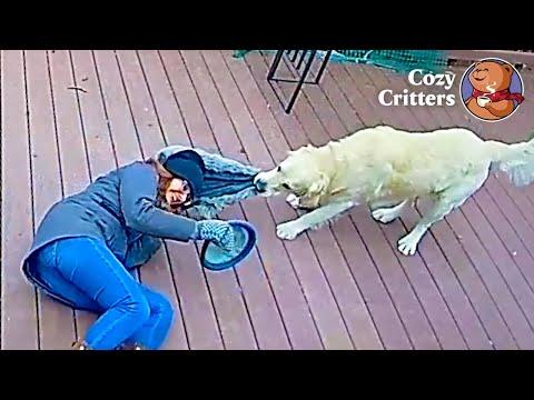 That Day, the Frisbee Wasn't the Problem #Video