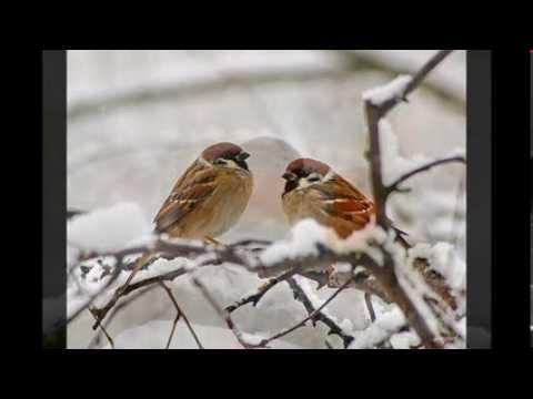 Paul Harvey ~ A Christmas Story: The Man And The Birds