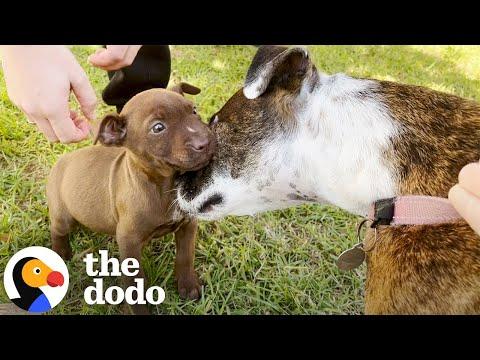 Sad Pittie Puppy Completely Transforms And Gets Her Own Puppy #Video