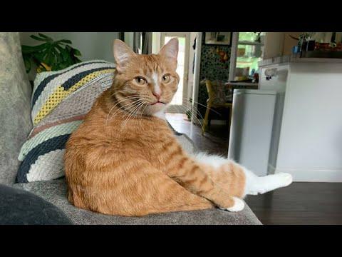 Orange Cat Behavior, Are They Really Weirdos #Video