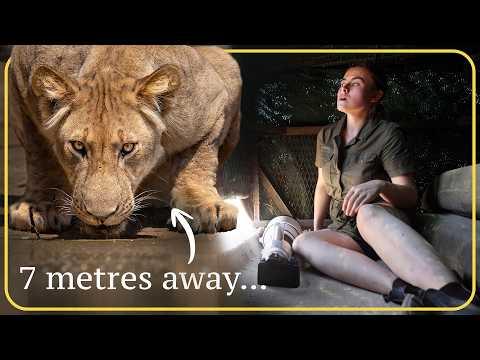 It Was Me, a Camera, and 12 Lions — Alone in a Wildlife Hide #Video