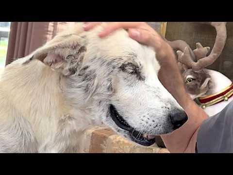 The emotional moment terrified street dog feels safe for first time #Video