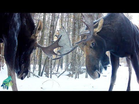 Great footage of bull moose sparring in northern Minnesota #Video