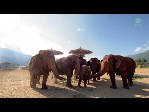 Baby ChaBa's Adventure! - ElephantNews #Video