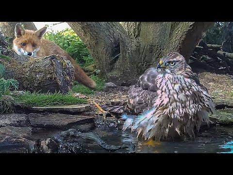 My Wildlife Pond was a Lifeline During the Drought | Robert E Fuller #Video