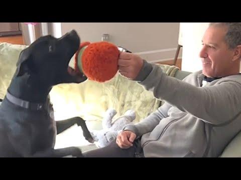 Rescue dog lights up when grandpa brings a toy #Video