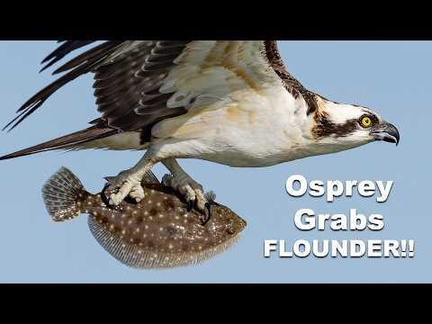 8X Slow Motion Osprey Grabs a Flounder - Will It Fly or Drop its Catch? #Video
