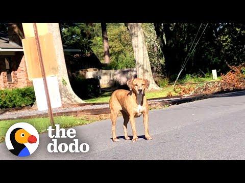 Woman Patiently Waits 3 Weeks Trying To Rescue Stray Dog Across The Street #Video