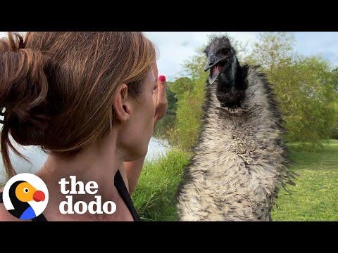 Clingy Emu Crosses A Pond Just To Be Closer To Her Dad #Video