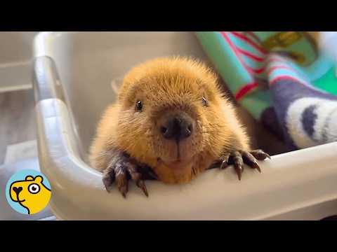 Saved Beaver Thinks Her Caretaker Is Mom #Video