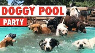 Doggy Pool Party | Clip of the Week