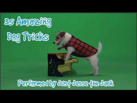 35 Amazing Dog Tricks Performed By Jesse
