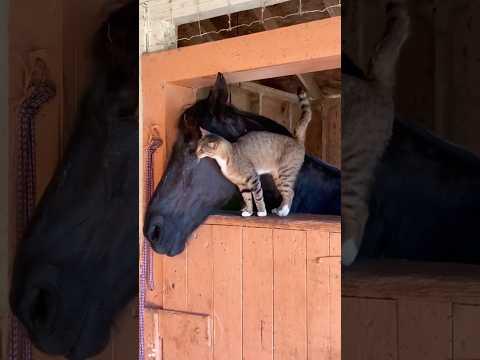 These horse and cat friendships are underrated