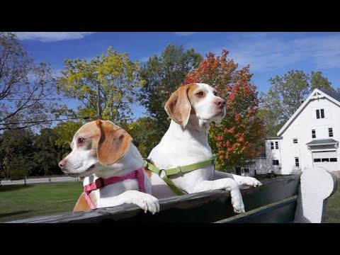 Cute Dogs Watch Leaves Change Color: Maymo & Penny