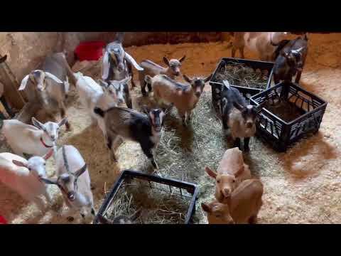 21 goat morning chorus! Sunflower Farm Creamery #Video