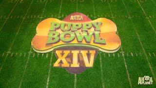 See The Puppy Bowl Stadium Built From Scratch In This Timelapse Video