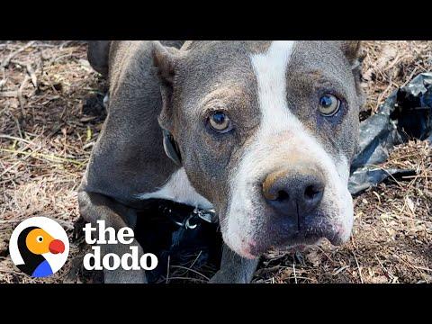 Abandoned Pittie Goes Glamping With Her New Family  #Video