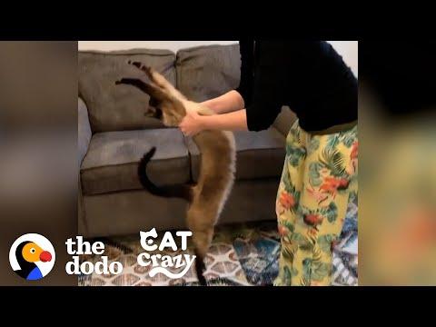 Siamese Cat Has His Own Special Way Of Doing Yoga video