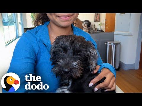 Dog Rescued From LA Fires Conquers His Biggest Fear #Video