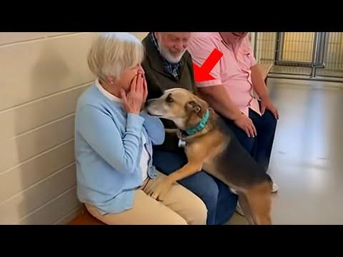 When Dogs Choose Their Forever Humans #Video