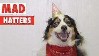 Mad Hatters | Cute Pets in Hats!