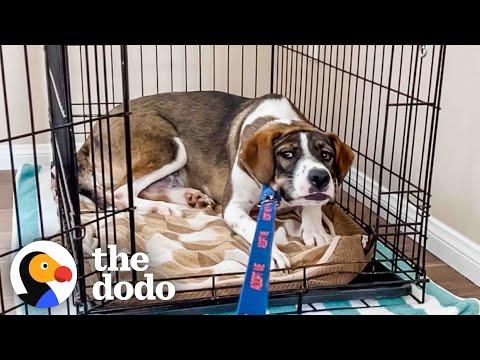 Foster Dog Refuses To Leave Her Crate For Weeks #Video