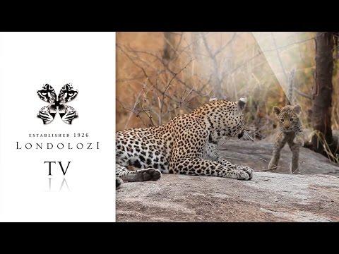 Tiny Leopard Cub Plays Rough And Tumble With Mother