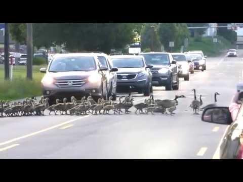 Geese Crossing - Camp Hill, Pa #Video