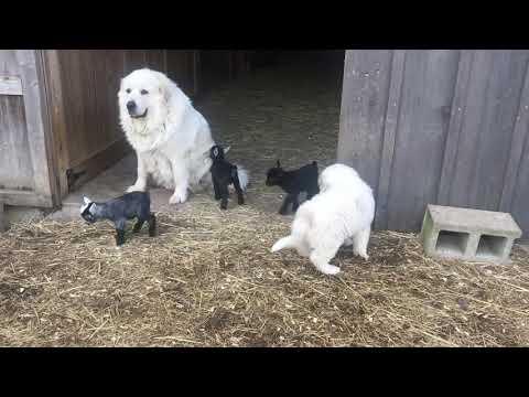 Great Pyrenees and Pygmy Goats Video