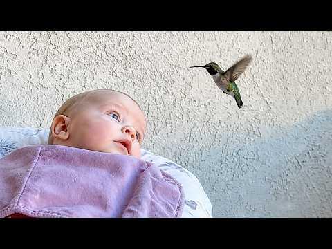 This Baby Sees a Hummingbird for the First Time! Funniest Bird Videos