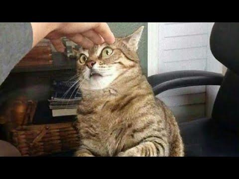 You will Laugh So Hard that You Will Faint with these Funny Cats! #Video