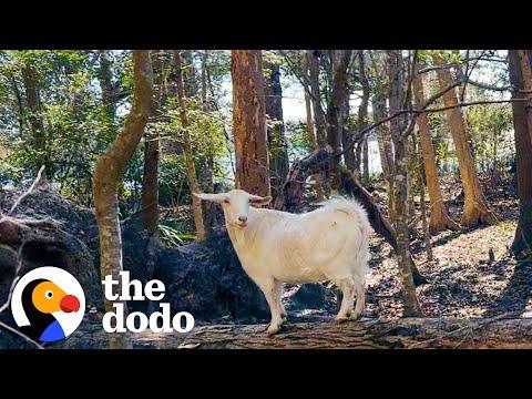 Woman Discovers A Lonely Goat Abandoned On An Island #Video