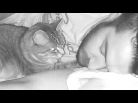 Rescue cat does the sweetest thing for dad every night #Video