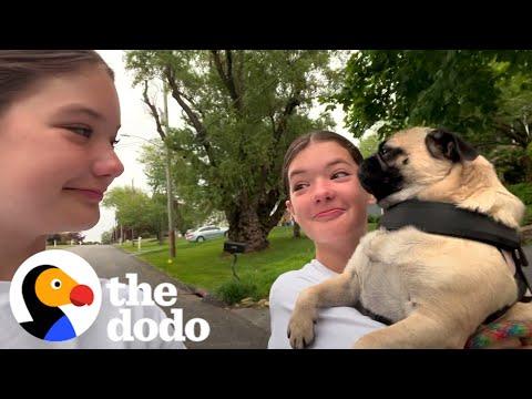 Identical Twins Become Dog Walkers #Video
