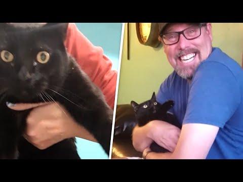 Man steals wife's cat #Video