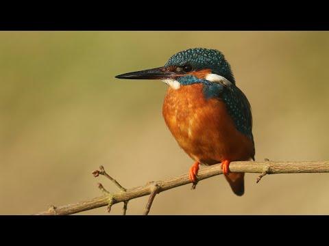 Secret Birdlife of a Yorkshire Lake | Robert E Fuller