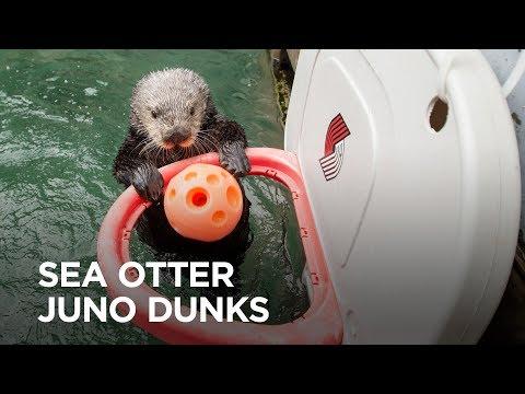 Rescued Sea Otter Juno Slam Dunks