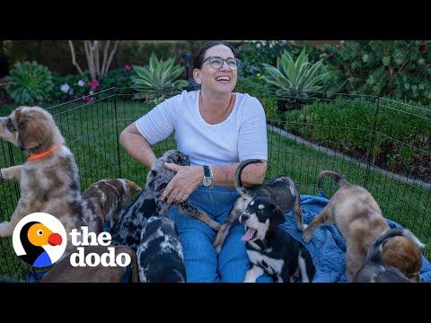 Momma Dog Has A Reunion With Her 13 Puppies On Their First Birthday #Video