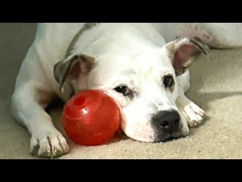 I took home a shy shelter dog. Here's what happened. #Video