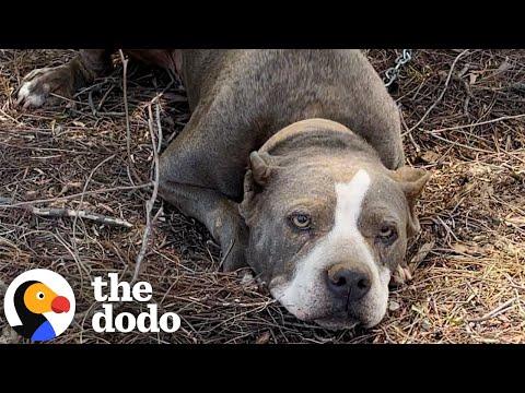 Pittie Found Tied To A Fence Goes Glamping With Her New Parents #Video