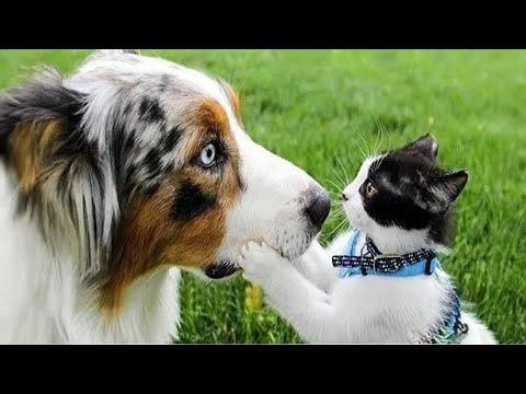 Since day one, this Cat and Dog have never been apart #Video